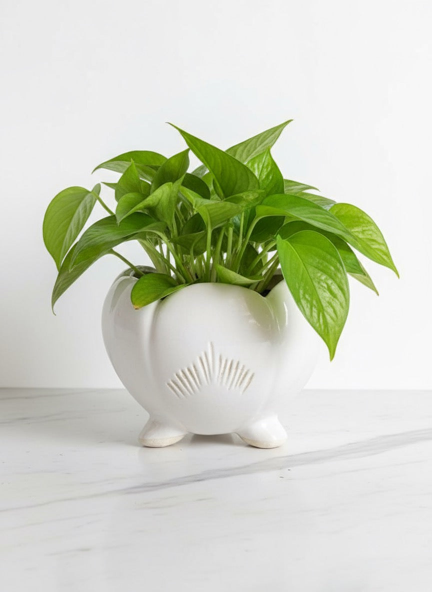 Zave White Ceramic Footed Planter / Modern Lotus Succulent Pot