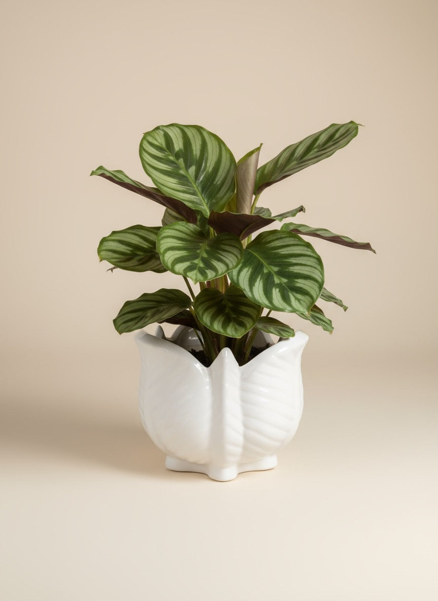 Zave White Ceramic Artichoke Planter / Sculptural Lotus Leaf Pot